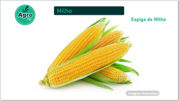 Sua Imagem